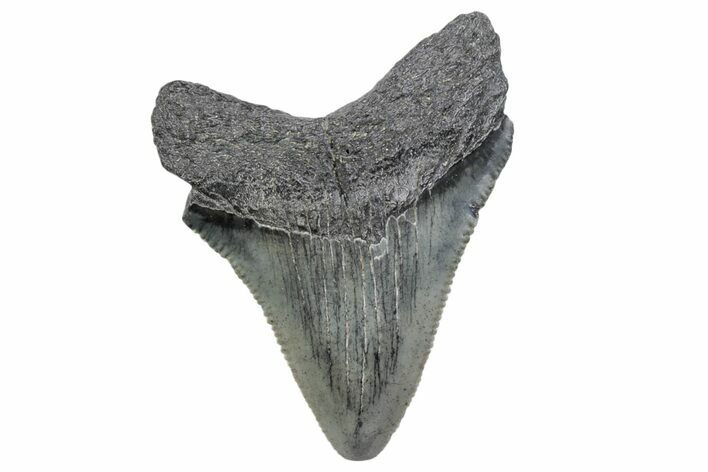 Serrated, Juvenile Megalodon Tooth - South Carolina #370181